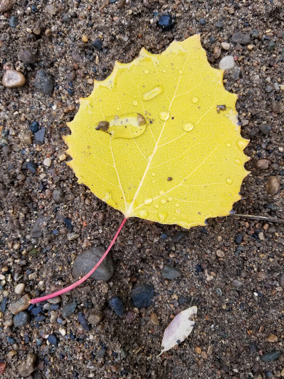 yellow  leaf  birch free photo