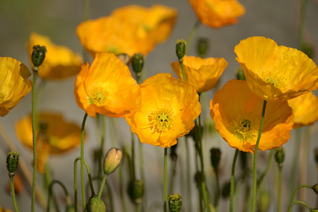 yellow  flowers  summer free photo