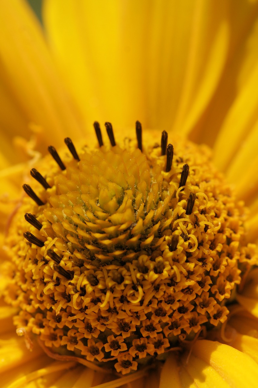 yellow  blossom  bloom free photo