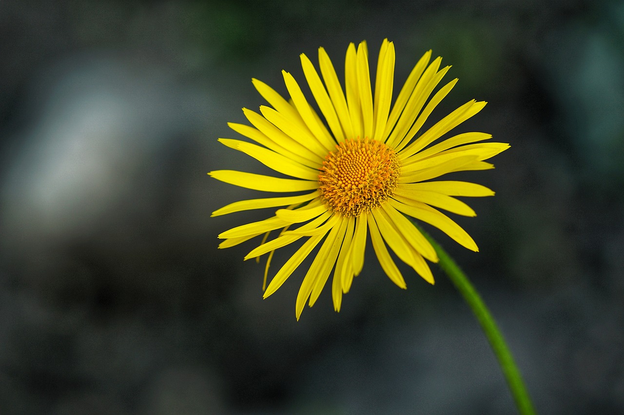 yellow  garden  nature free photo