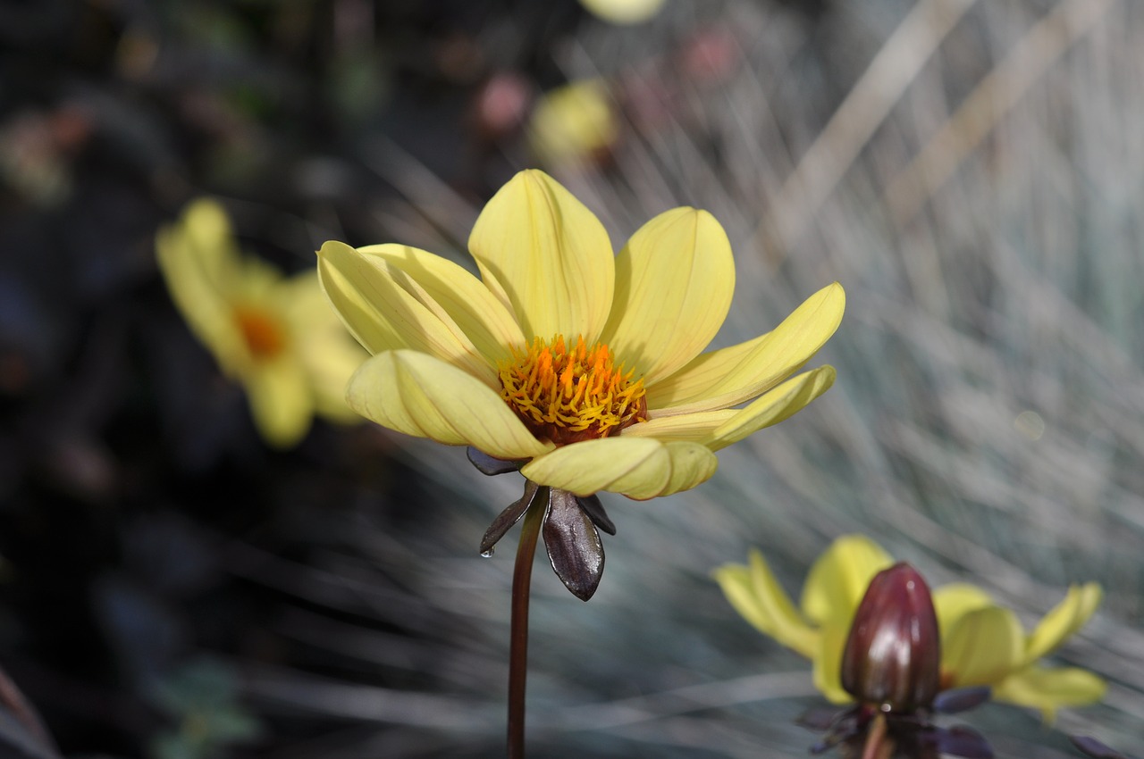 yellow  flower  garden free photo