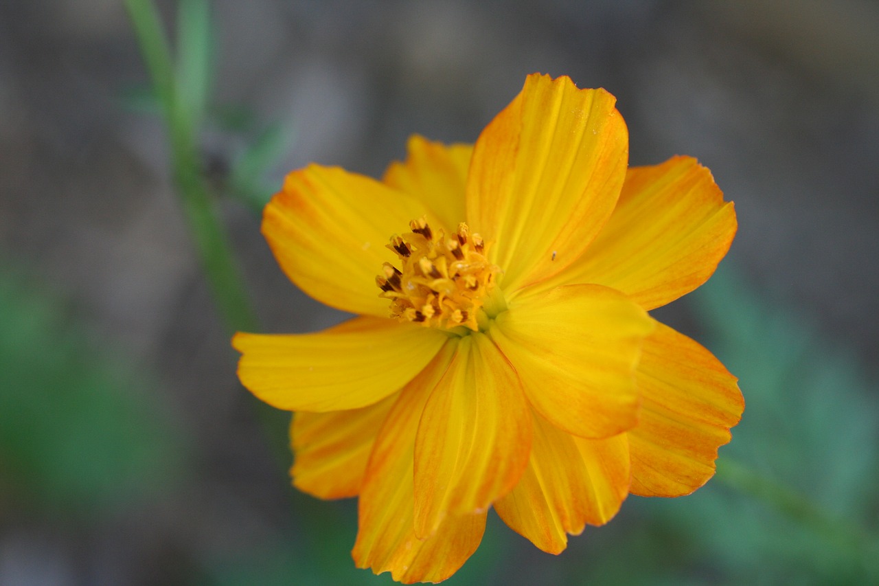 yellow  flower  cosmos free photo