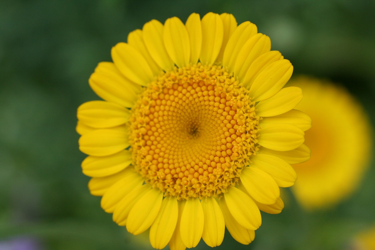 yellow  flower  bloom free photo