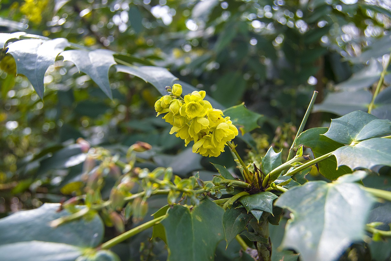 yellow  blossom  bloom free photo