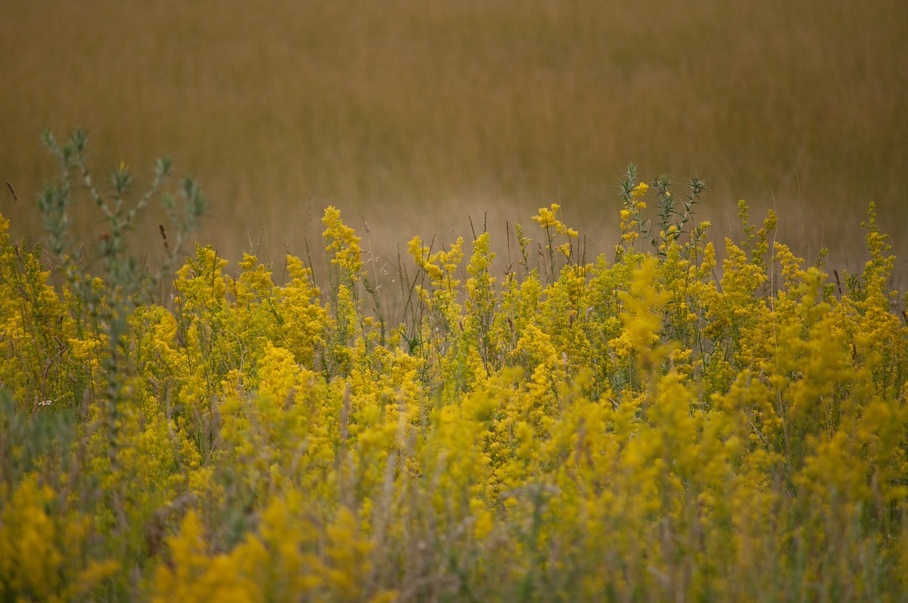 yellow  brown  flower free photo