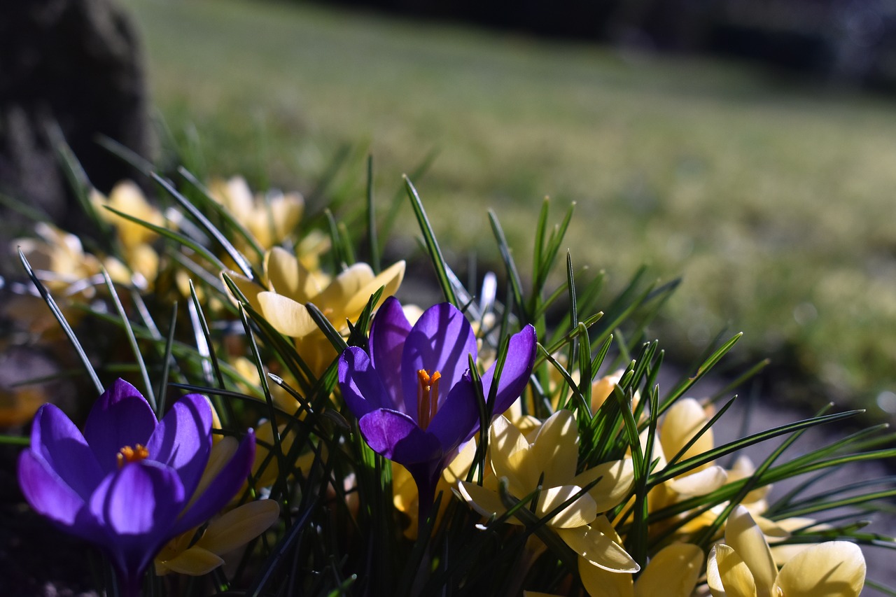 yellow  blue  flower free photo