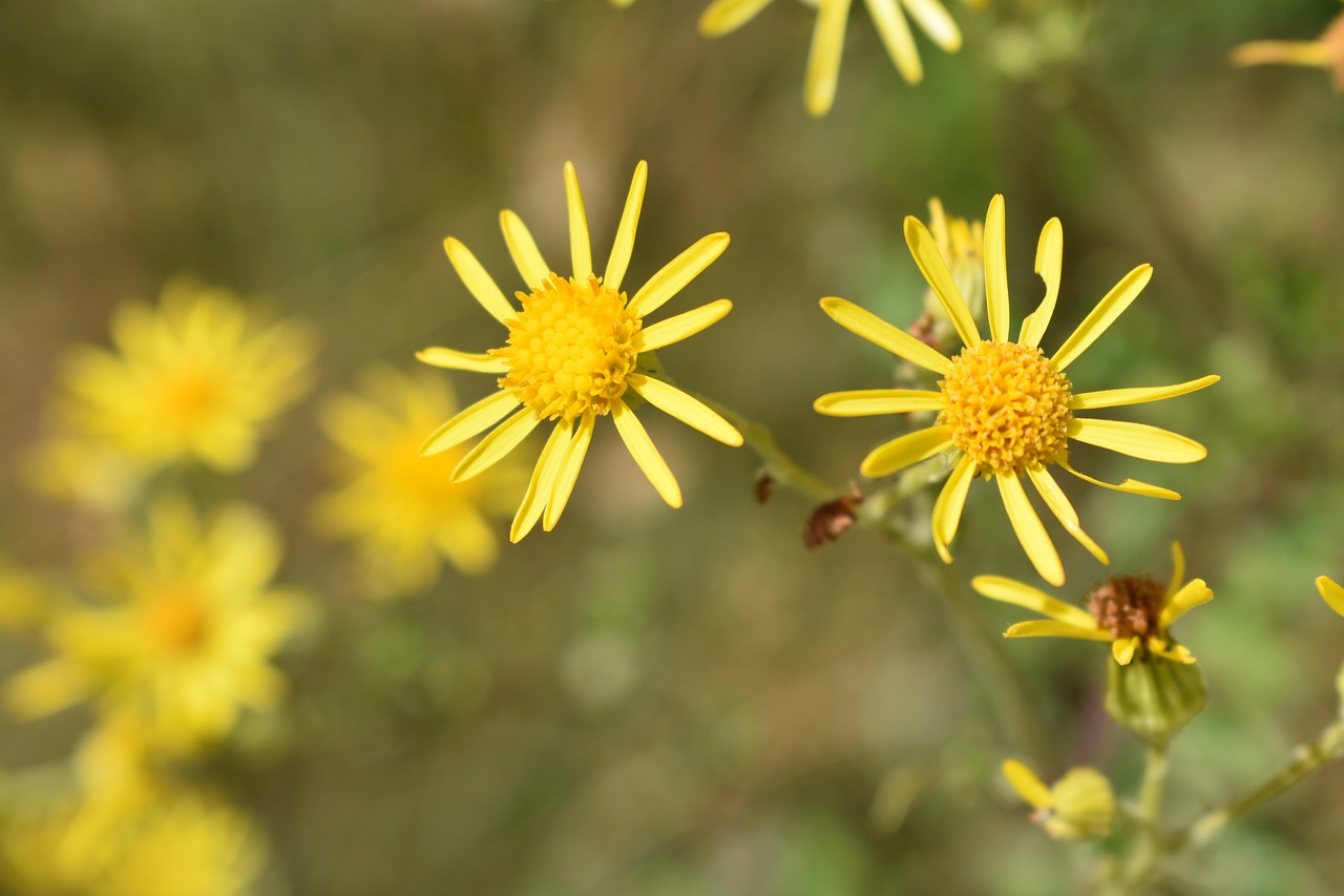 yellow  flower  nature free photo