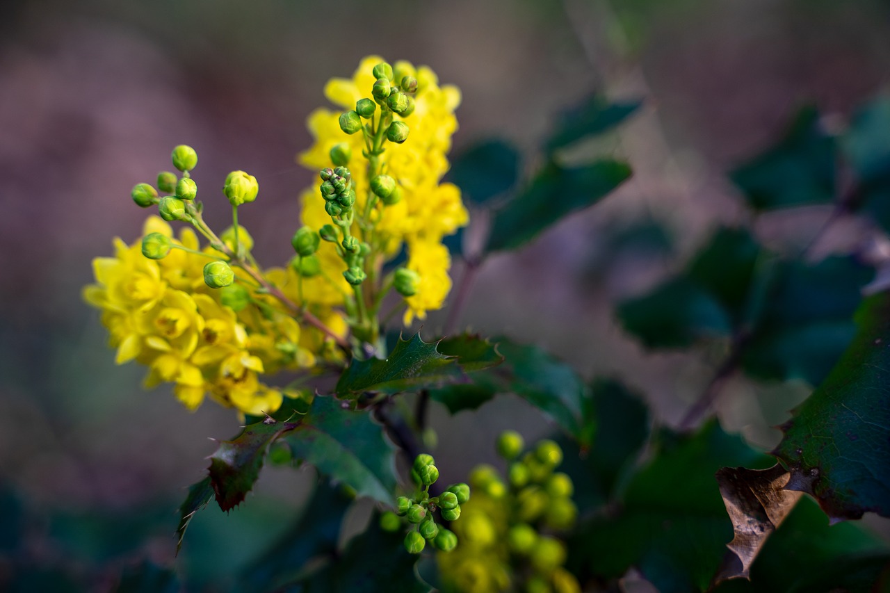 yellow  blossom  bloom free photo