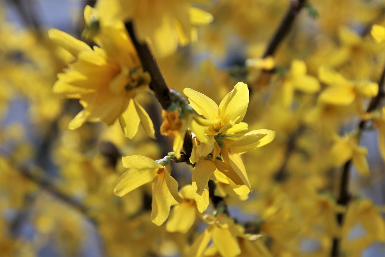 yellow  forsythia  spring free photo