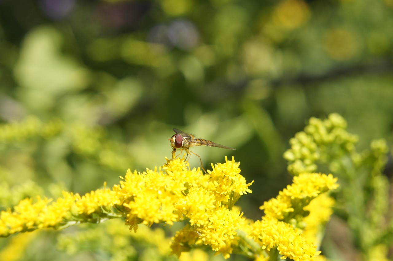 yellow  flower fly  garden free photo