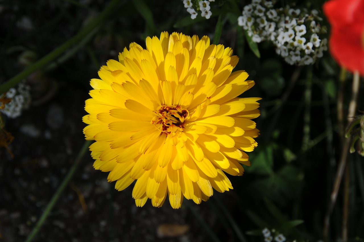 yellow  flower  nature free photo