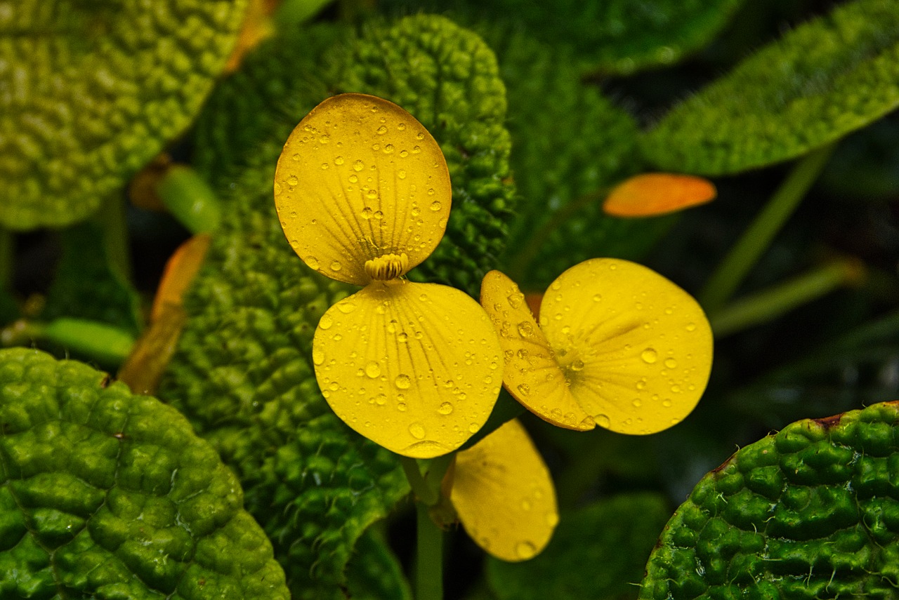 yellow  leaves  nature free photo