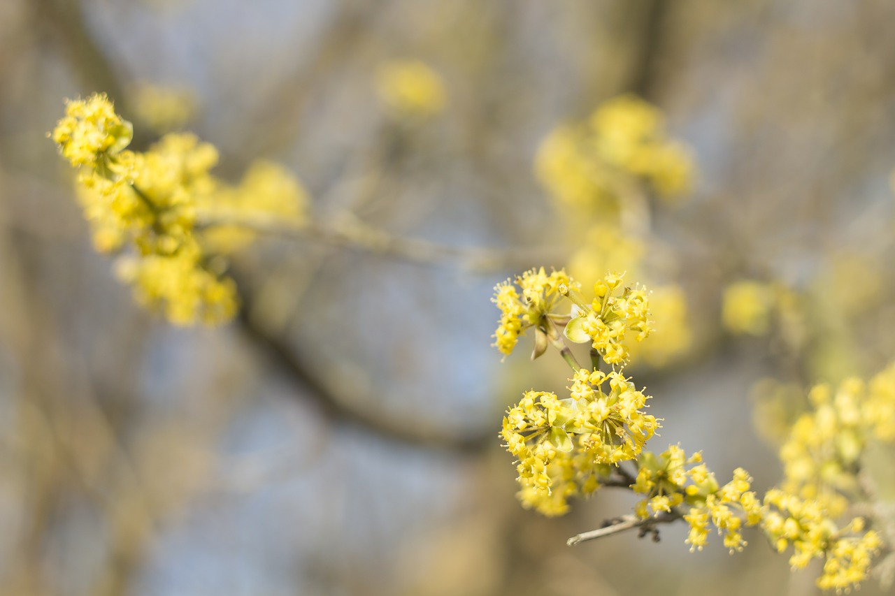 yellow  flowers  spring free photo