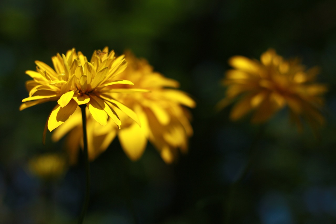 yellow  flover  nature free photo