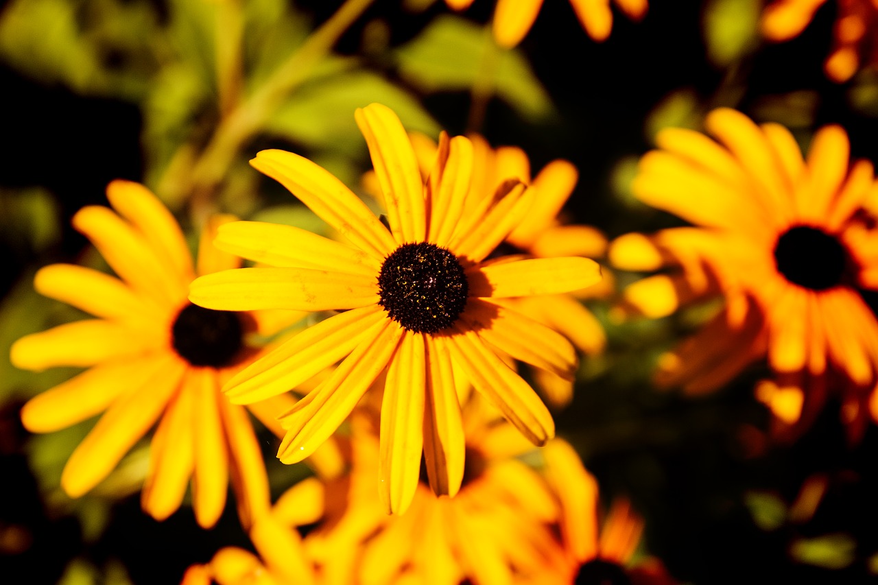 yellow  flower  close up free photo