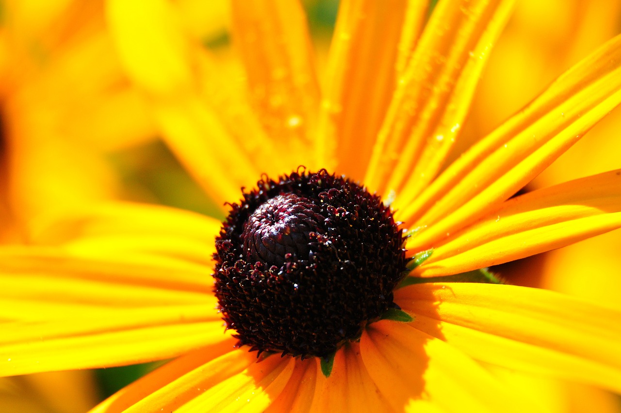 yellow  flower  plant free photo