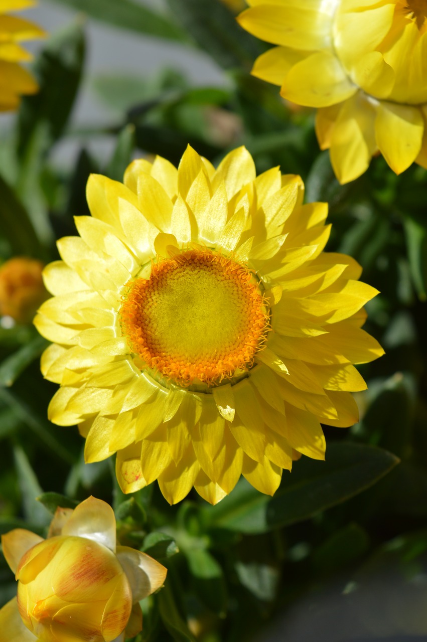 yellow  flower  spring free photo