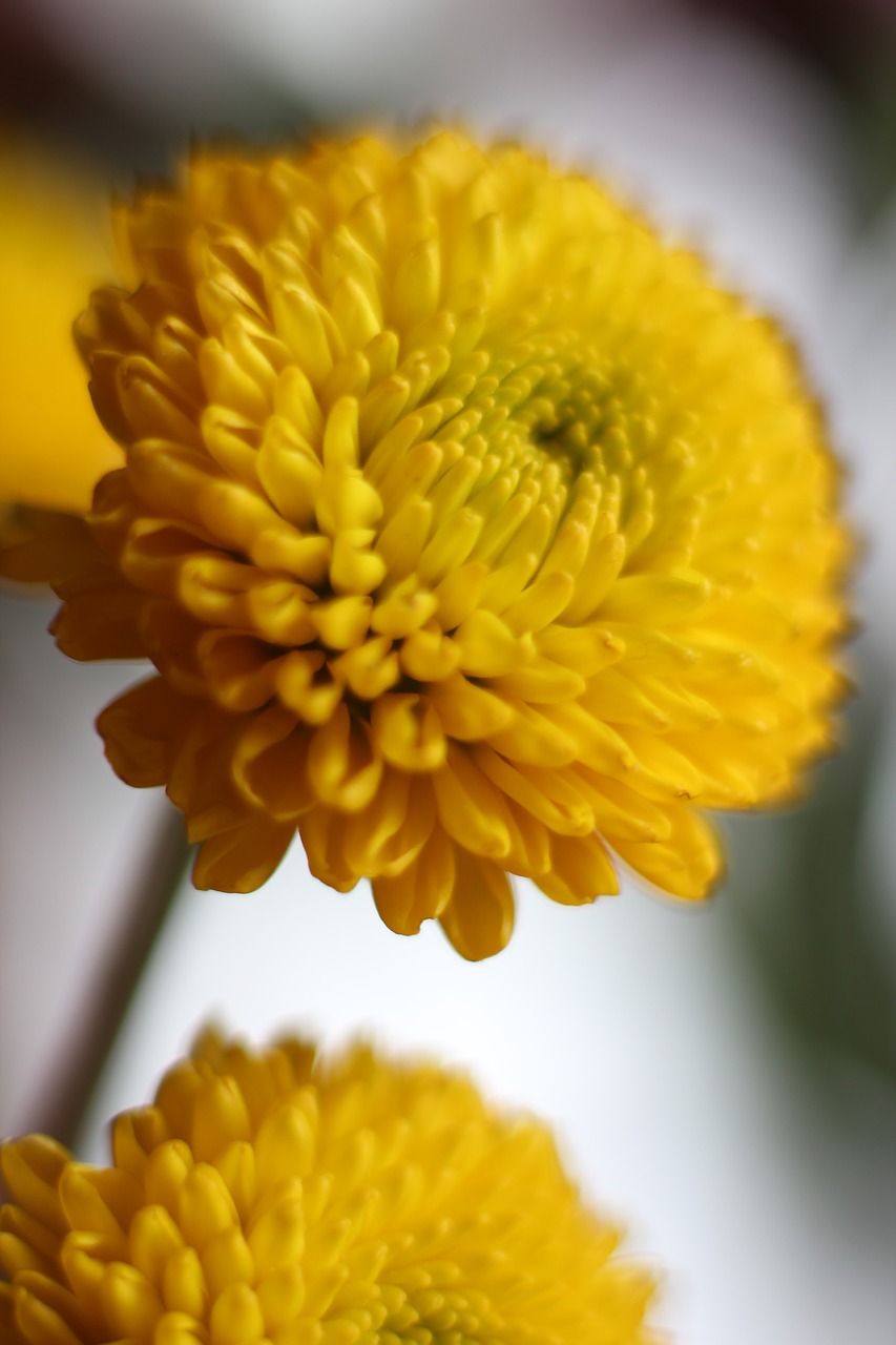 yellow  mum  bloom free photo