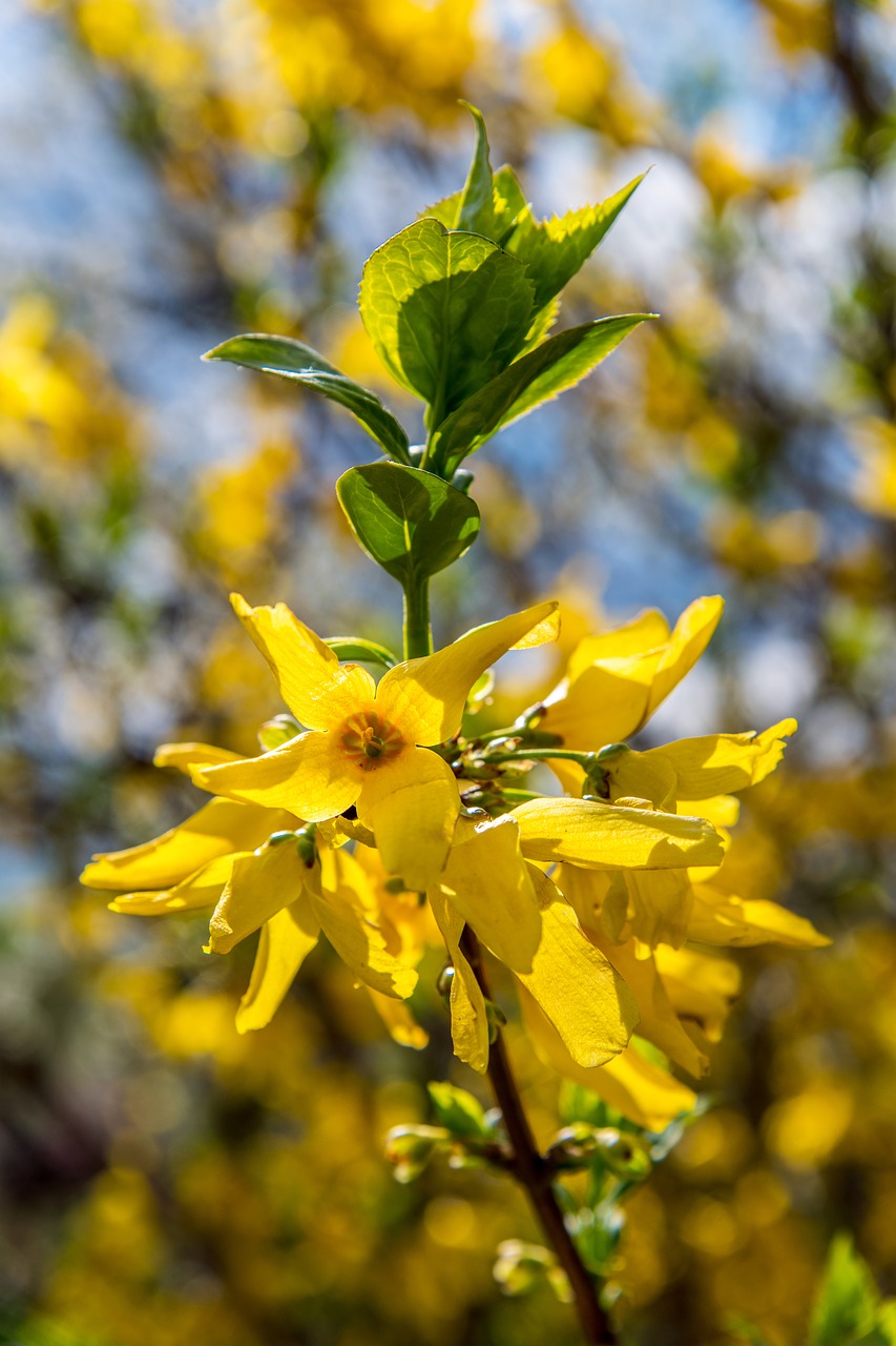 yellow  tree  nature free photo