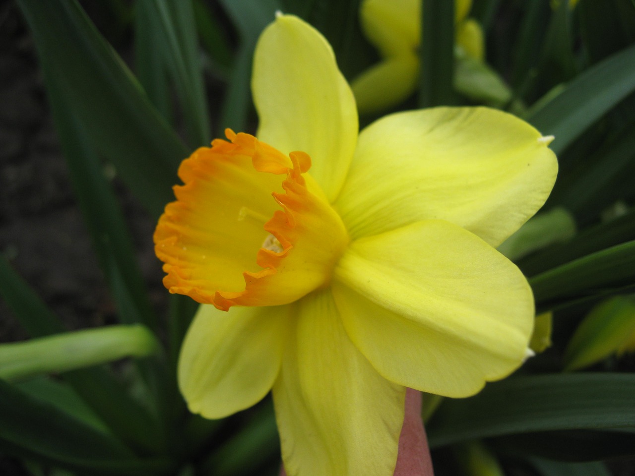 yellow  spring  flower free photo