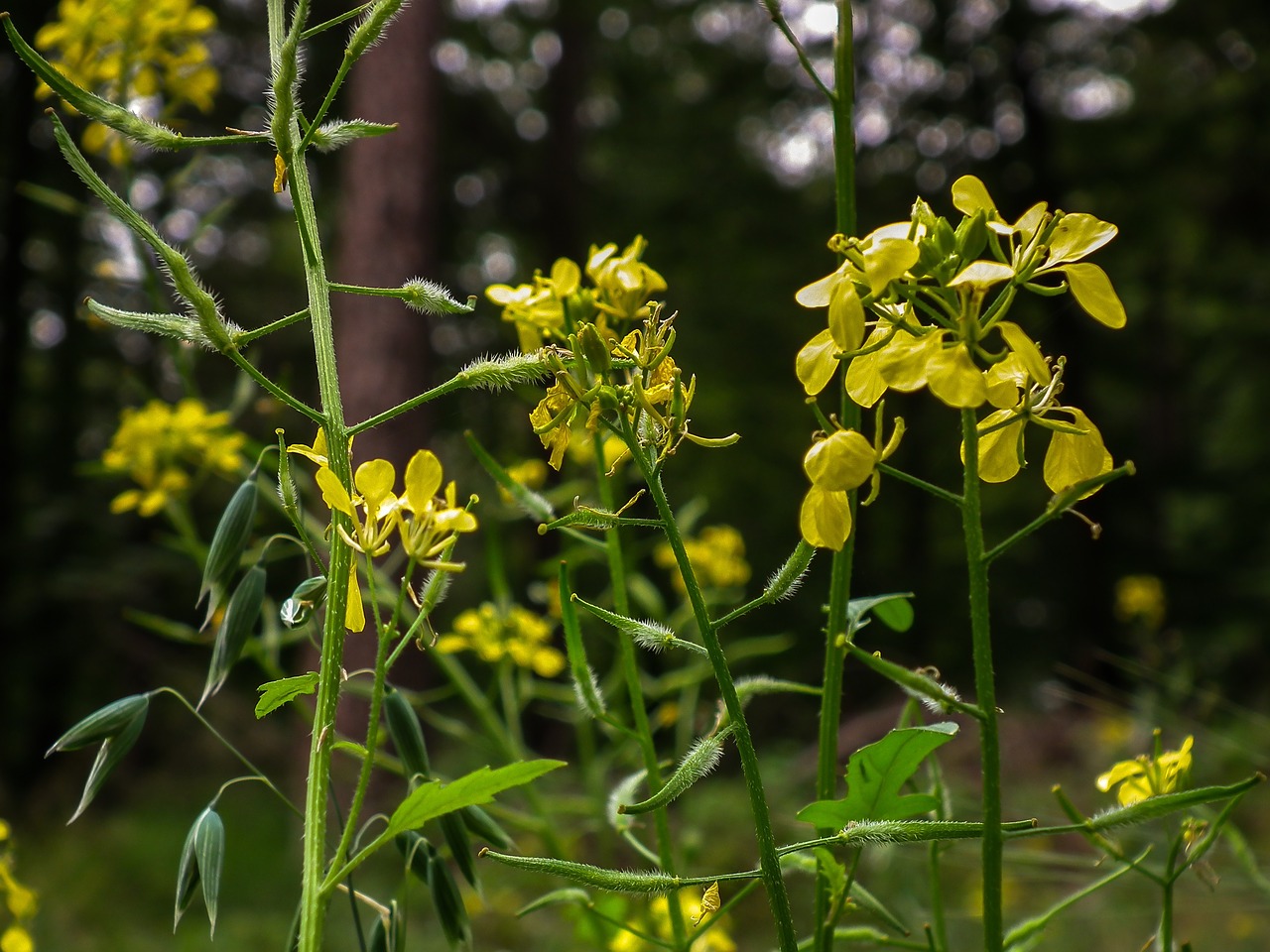 yellow  meadow  summer free photo