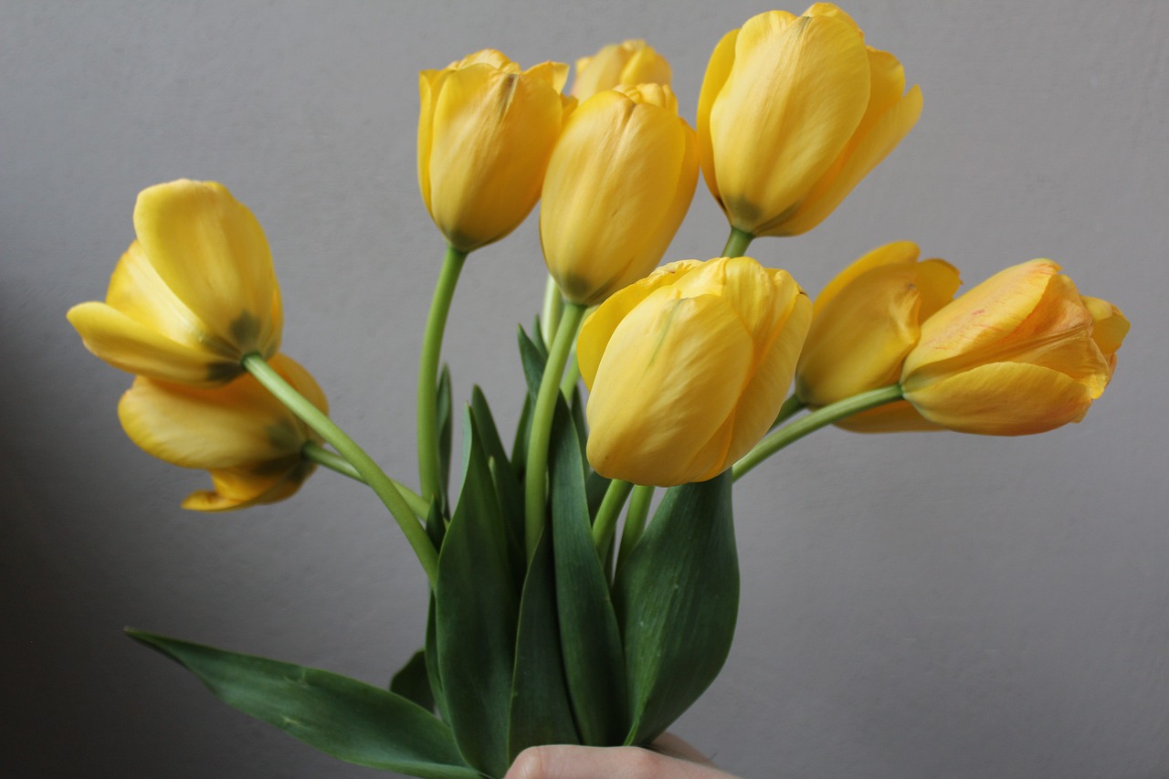 yellow  tulips  flowers free photo