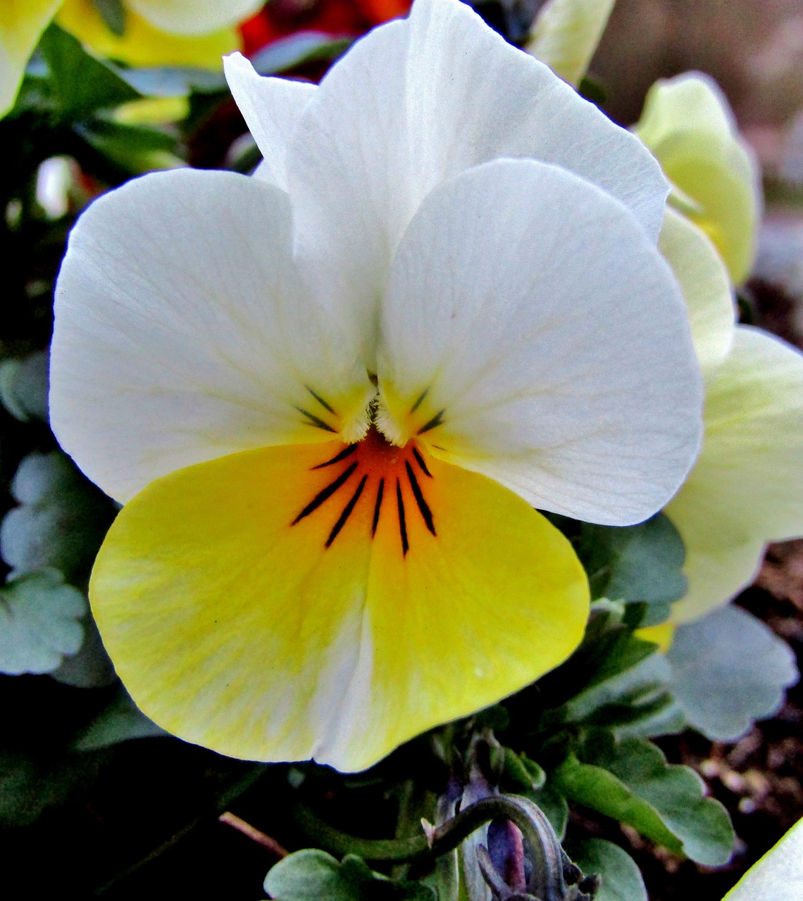 yellow  white  pansy free photo