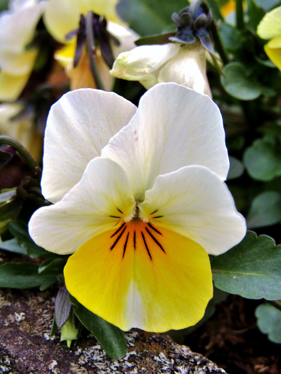 yellow  white  pansy free photo