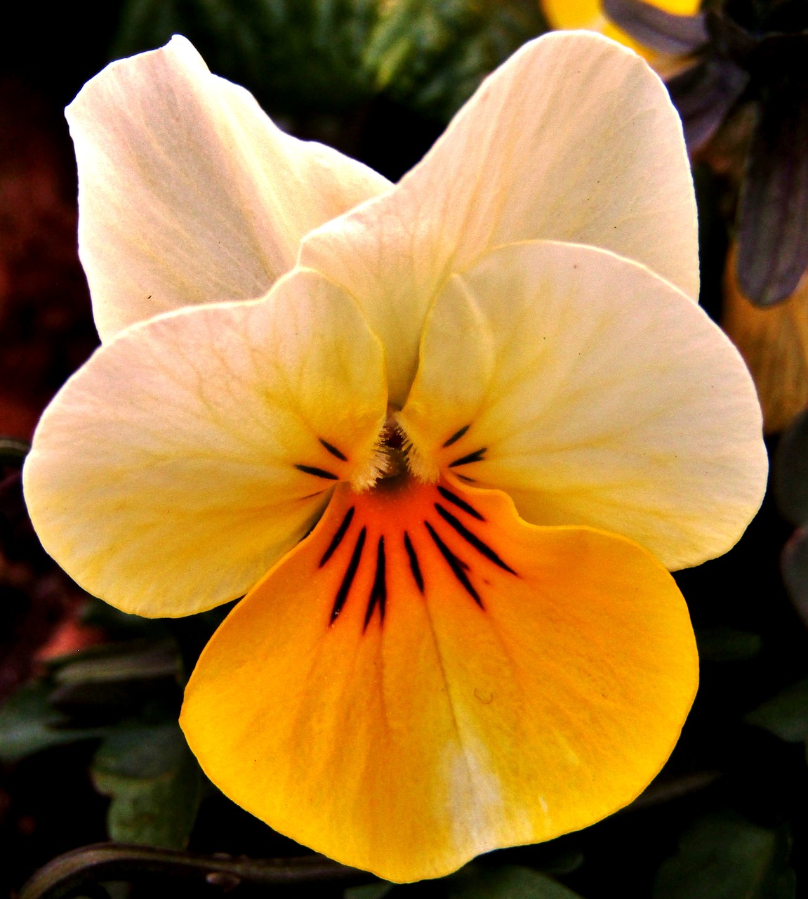 yellow  white  pansy free photo