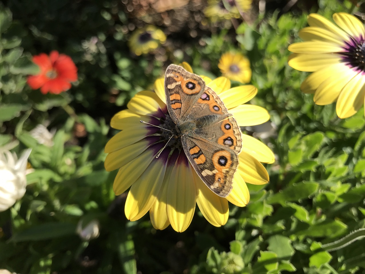 yellow  flower  butterfly free photo