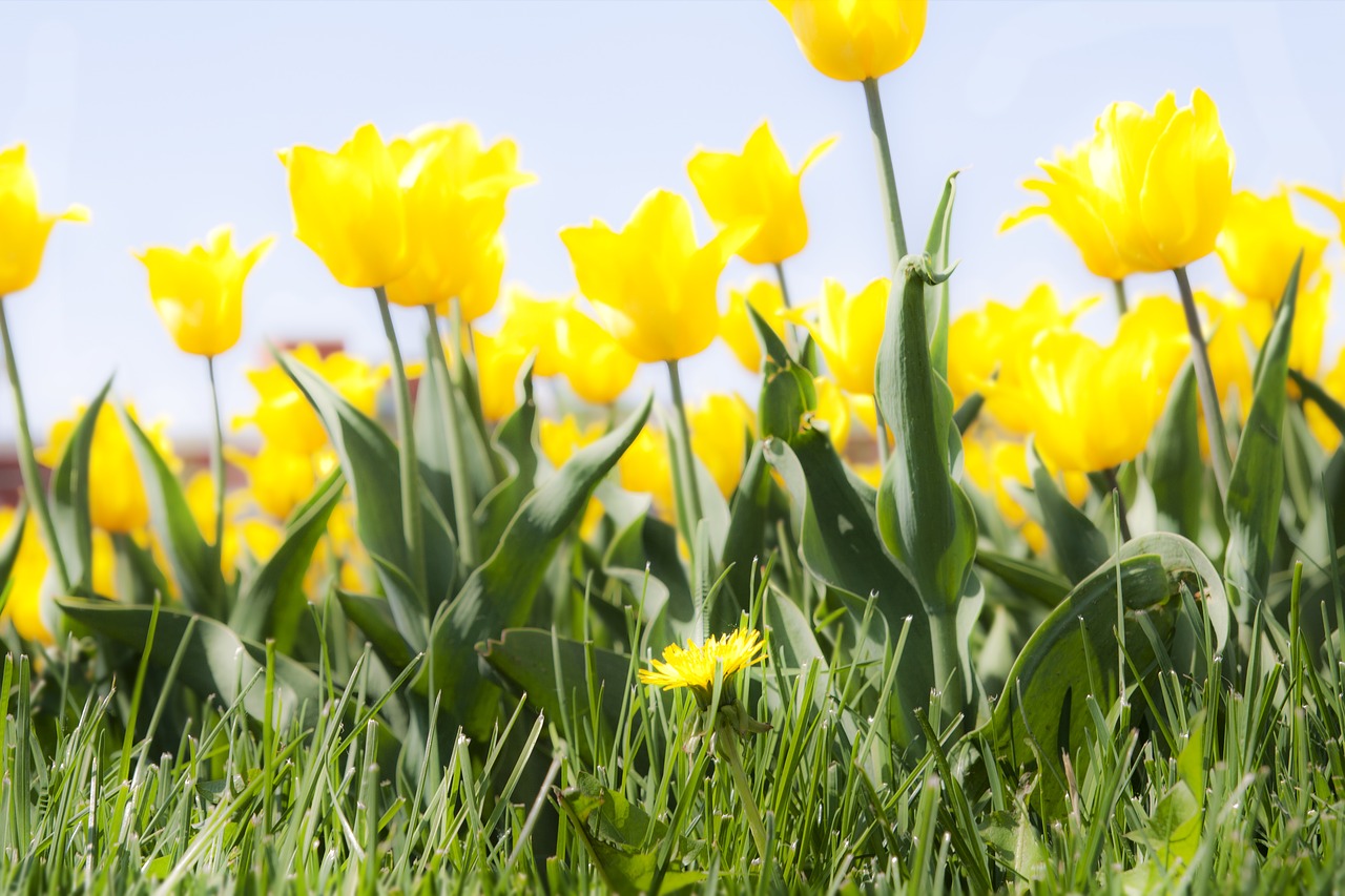 yellow  flowers  tulips free photo