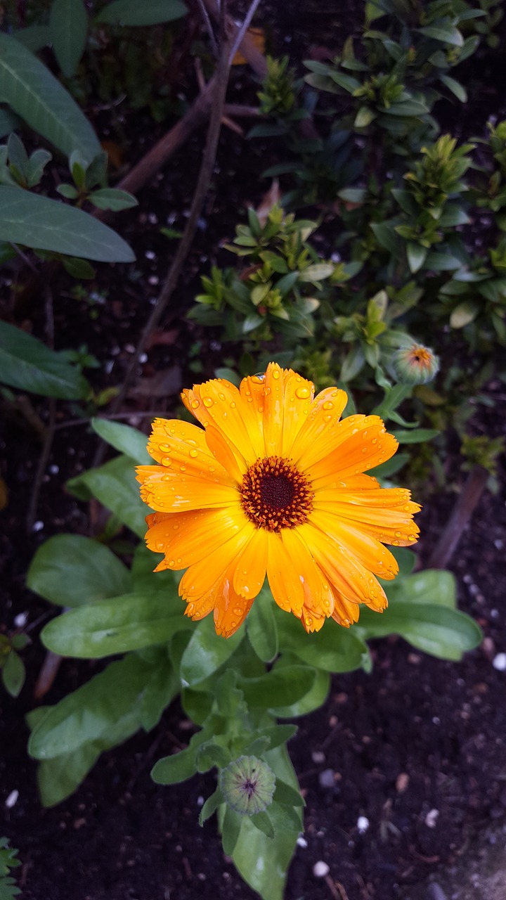 yellow  flower  nature free photo