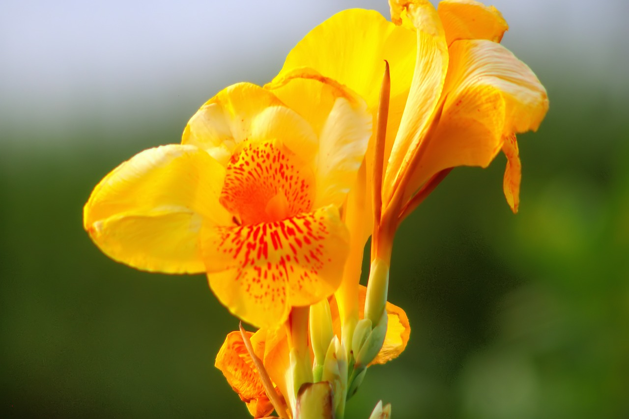 yellow  wild  flower free photo