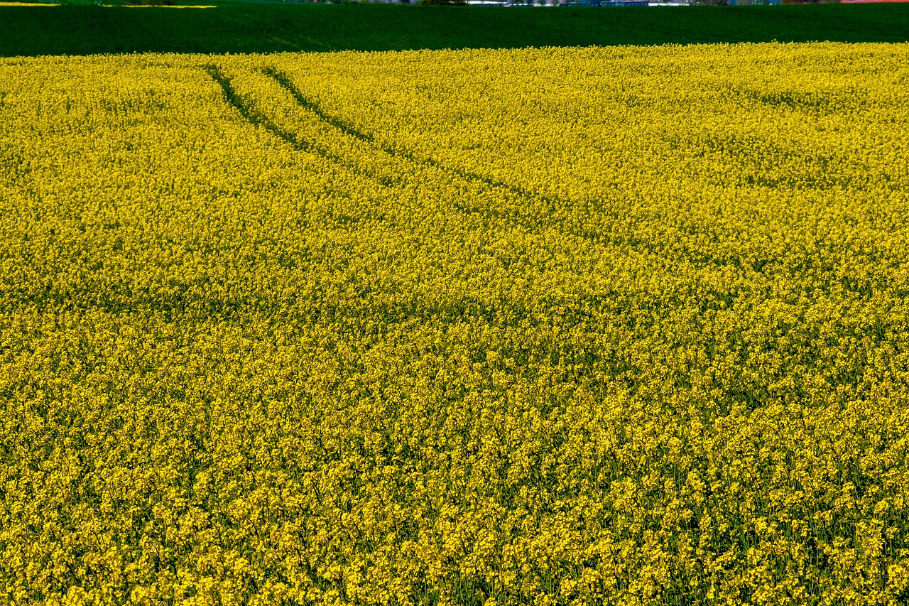 yellow  nature  landscapes free photo