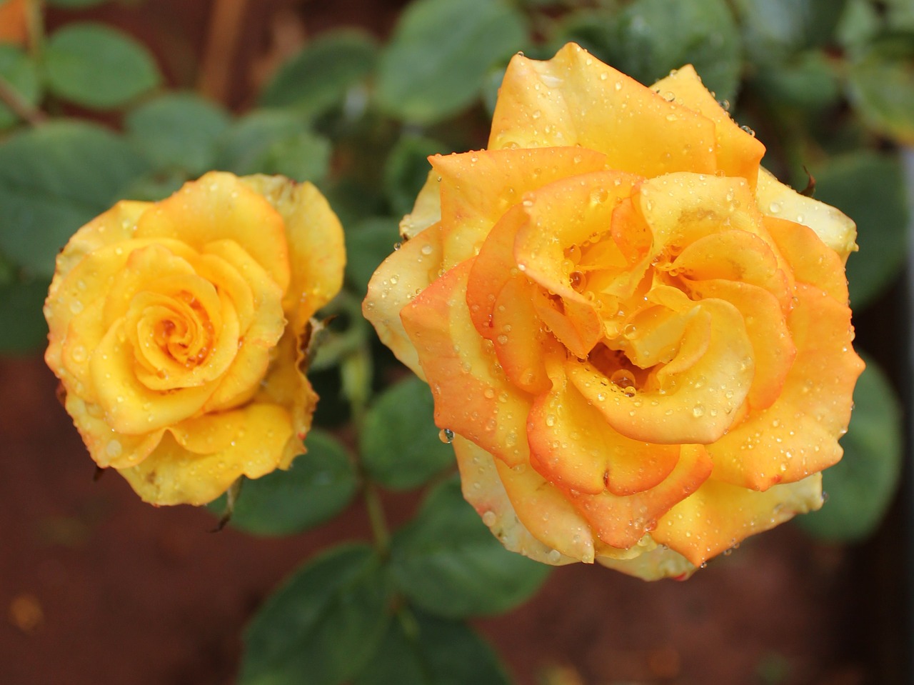 yellow  roses  flowers free photo