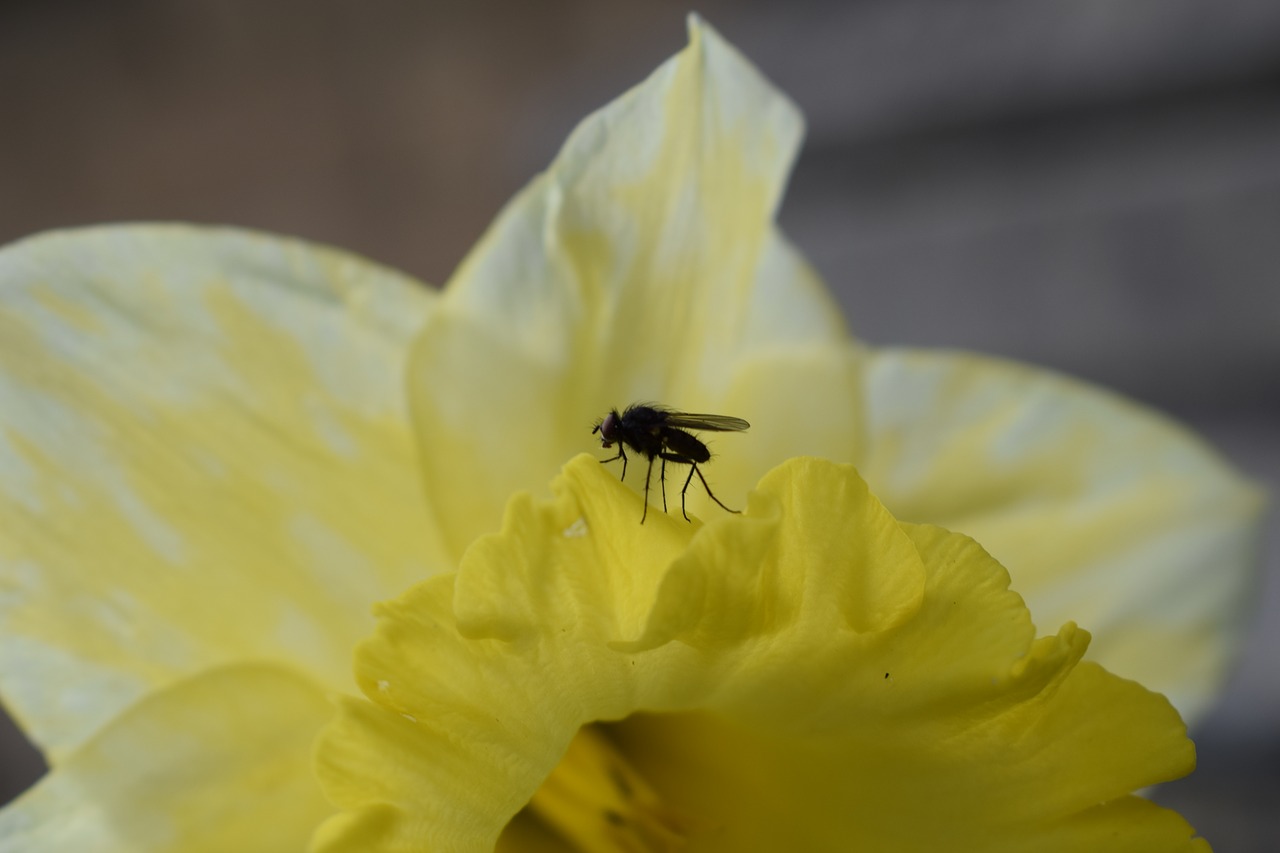yellow  fly  flower free photo