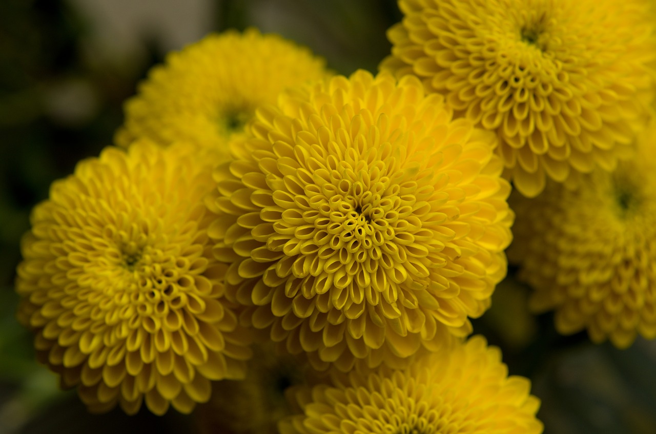 yellow  flower  symmetry free photo
