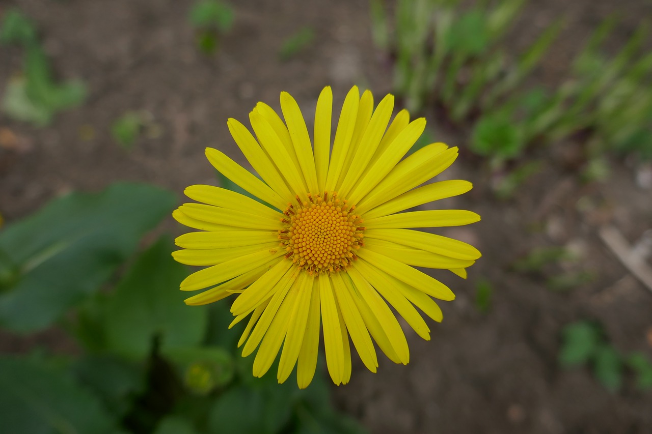 yellow  flower  spirng free photo