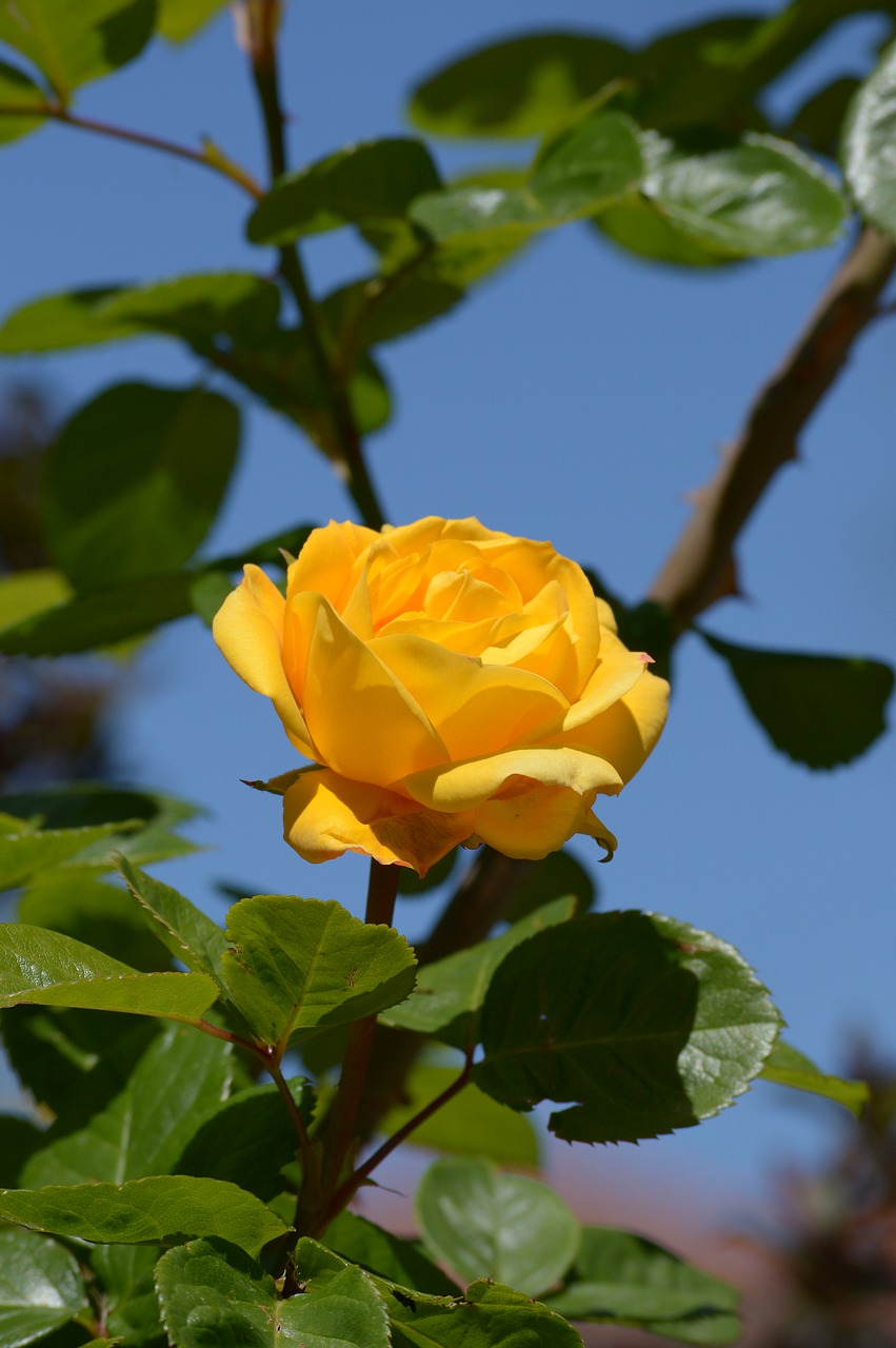 yellow  pink  garden free photo