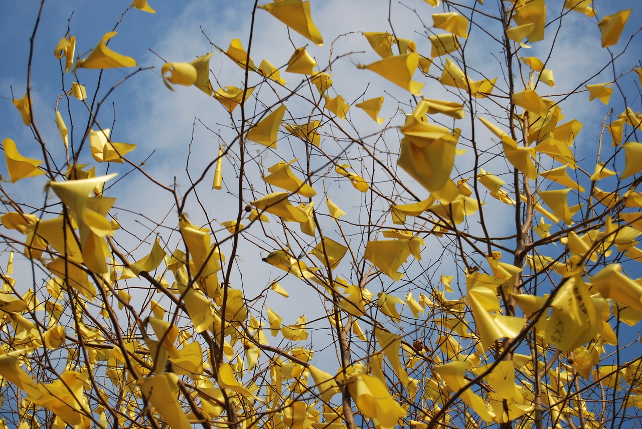 yellow  wood  ribbon free photo