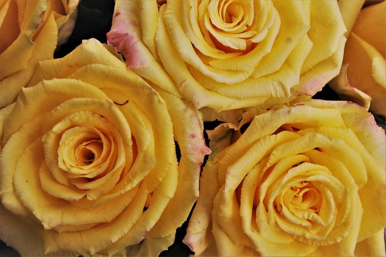 yellow  roses  rose free photo