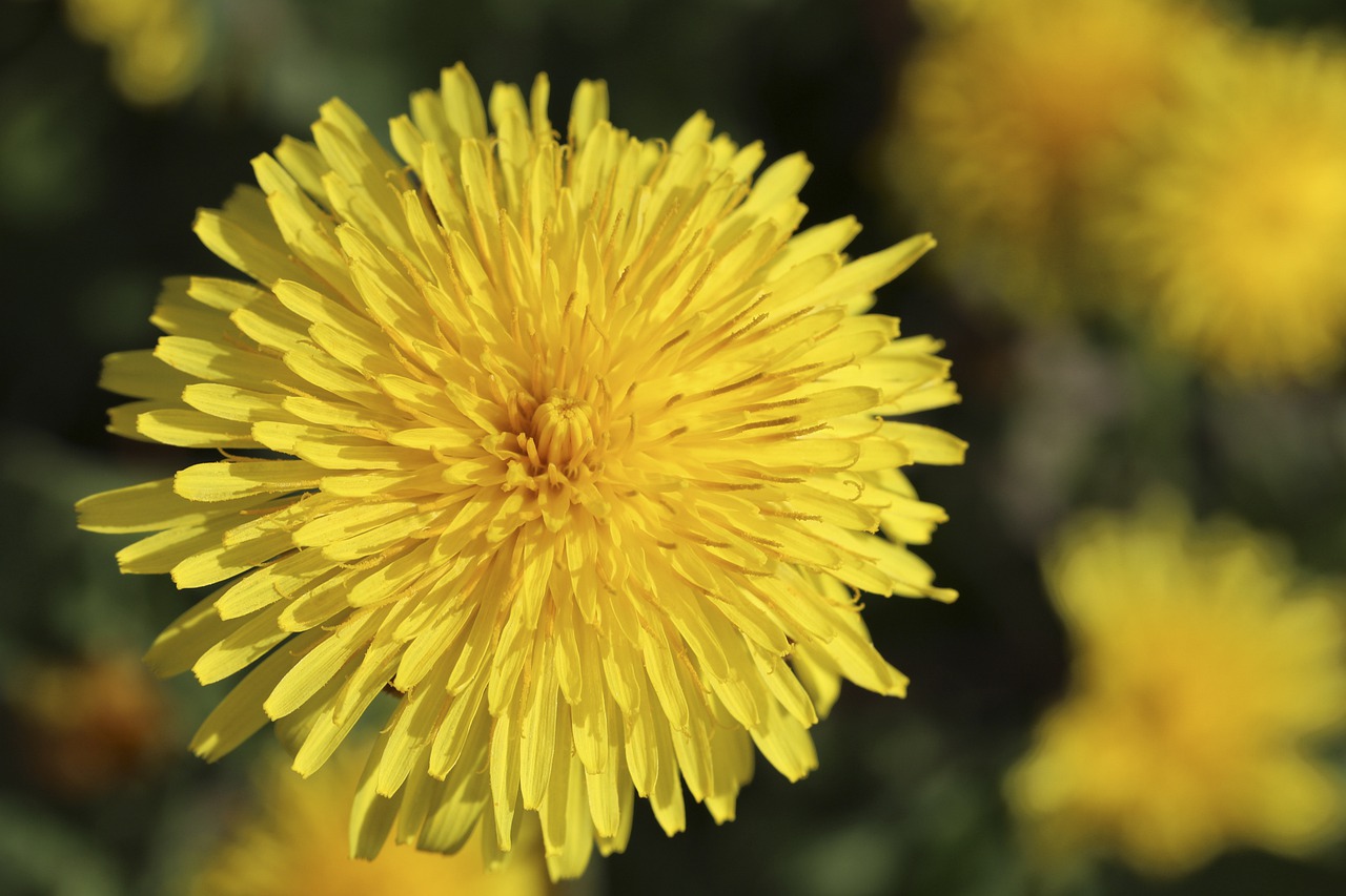 yellow  dandelion  ke free photo