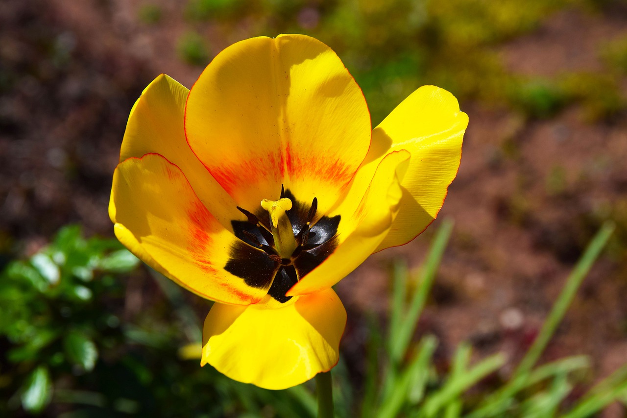 yellow  flower  summer free photo