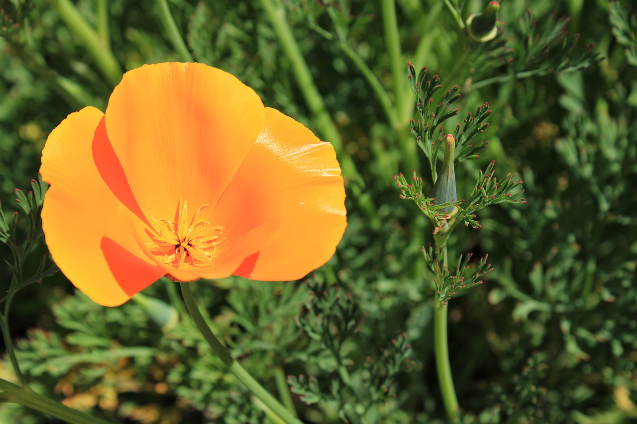 yellow  flower  spring free photo