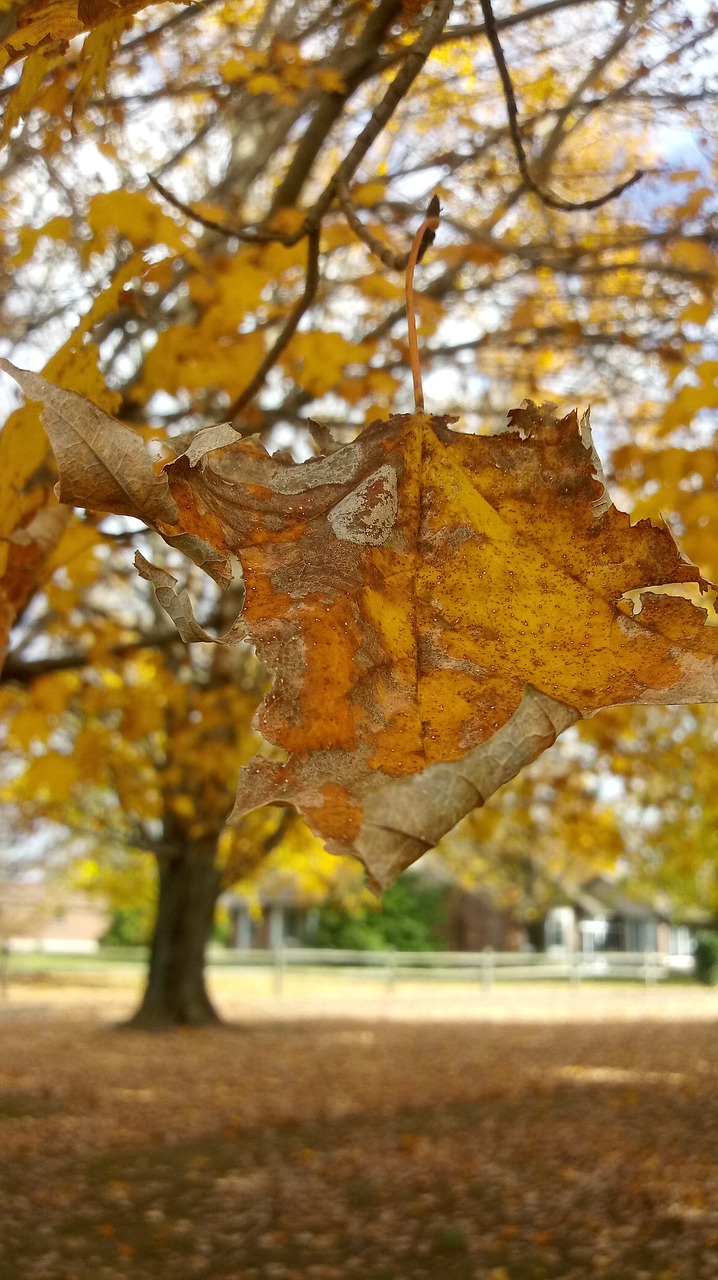 yellow  fall leaves  autumn free photo