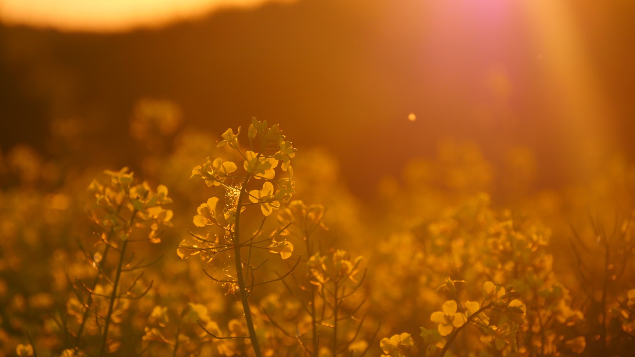 yellow  spring  early summer free photo