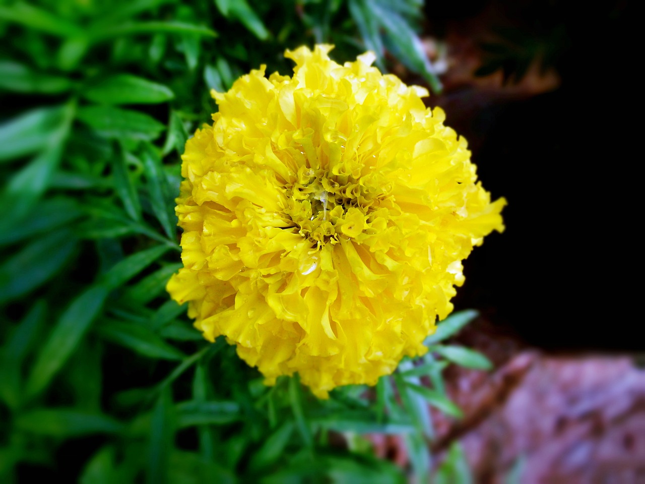 yellow marigold flower free photo