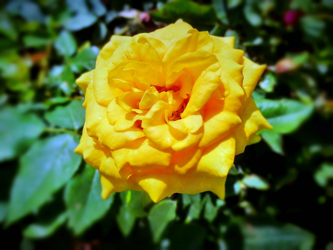 yellow rose flower free photo