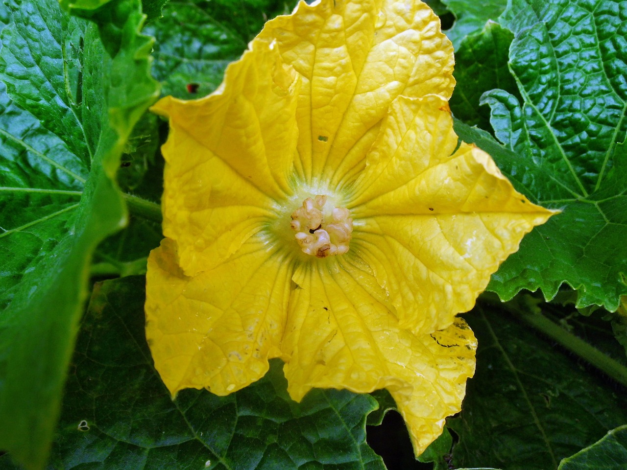 yellow flower leaves free photo