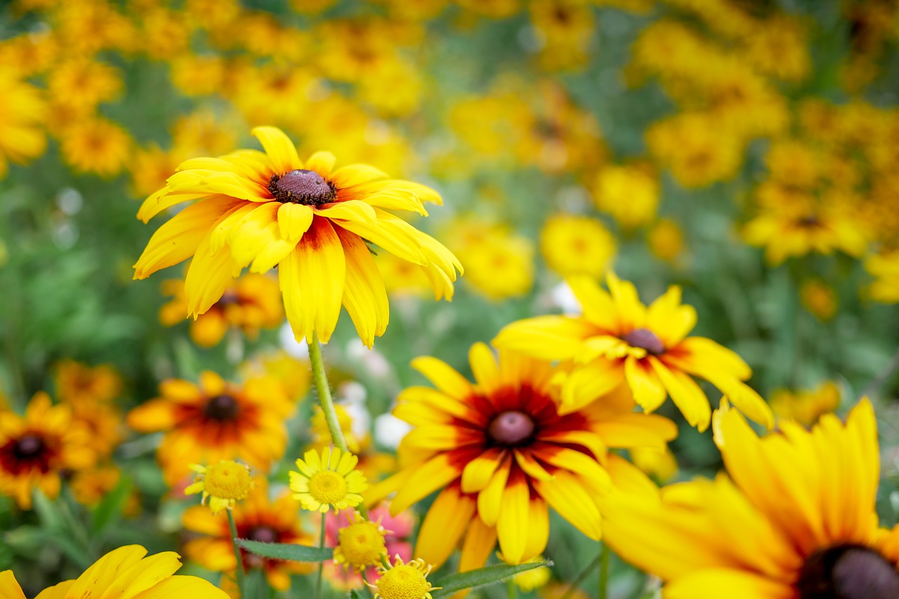 yellow  flowers  nature free photo